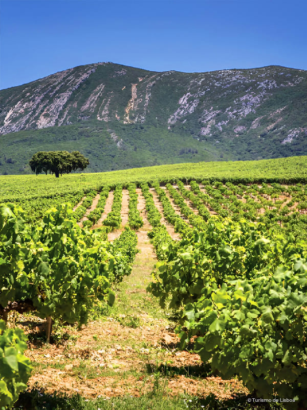 Picture of the Arrabida Serra in Portugal with green hills, vineyards and blue sky in a sunny day.