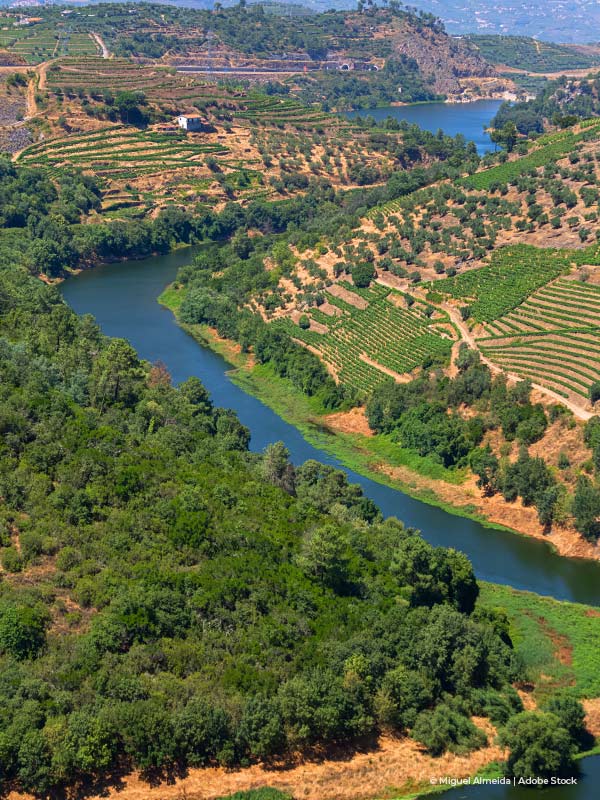 Aerial view of Douro river valley in Portugal